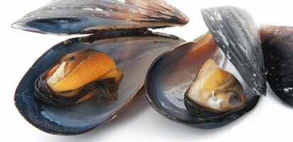 Cozze sgusciate cotte surgelate