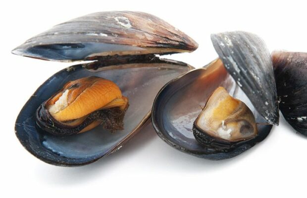 Cozze sgusciate cotte surgelate