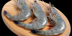 Gambero blu della Nuova Caledonia 21-25