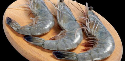 Gambero blu della Nuova Caledonia 21-25